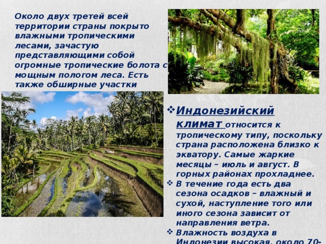Около двух третей всей территории страны покрыто влажными тропическими лесами, зачастую представляющими собой огромные тропические болота с мощным пологом леса. Есть также обширные участки редколесий и саванн. Индонезийский климат относится к тропическому типу, поскольку страна расположена близко к экватору. Самые жаркие месяцы – июль и август. В горных районах прохладнее. В течение года есть два сезона осадков – влажный и сухой, наступление того или иного сезона зависит от направления ветра. Влажность воздуха в Индонезии высокая, около 70-90%. 