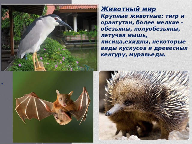 Животный мир Крупные животные: тигр и орангутан, более мелкие – обезьяны, полуобезьяны, летучая мышь, лисица,ехидны, некоторые виды кускусов и древесных кенгуру, муравьеды. . 