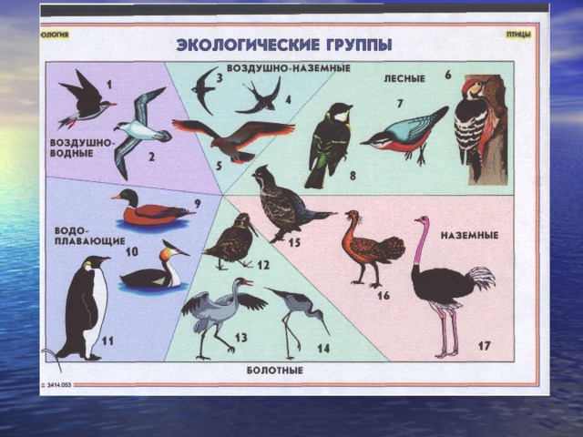 Сообщение экологические группы птиц. Экологические группы Пти. Класс птицы многообразие. Экологические группы птиц таблица. Экологические отряды птиц.
