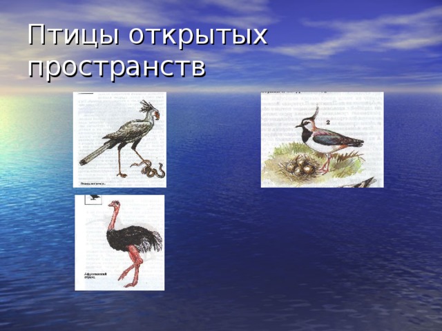 птица которая живет на открытых пространствах. птицы открытых пространств представители. признаки птиц открытых воздушных пространств. птицы открытых воздушных пространств. птицы открытых воздушных пространств особенности.