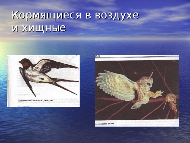 Кормящиеся в воздухе  и хищные 