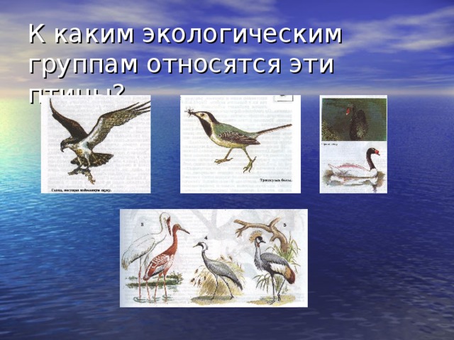 К каким экологическим группам относятся эти птицы? 