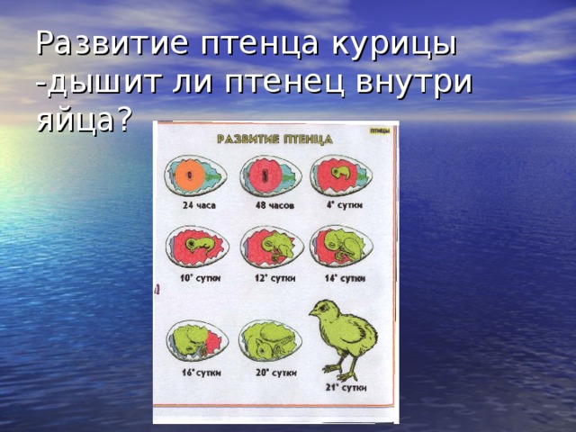Развитие птенца курицы  -дышит ли птенец внутри яйца? 