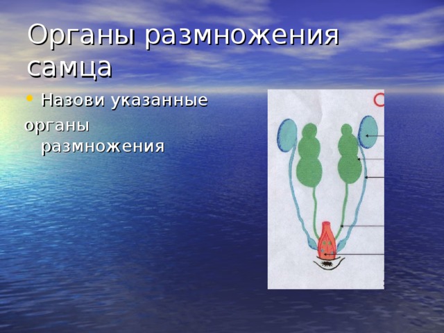 Назови указанные органы размножения 