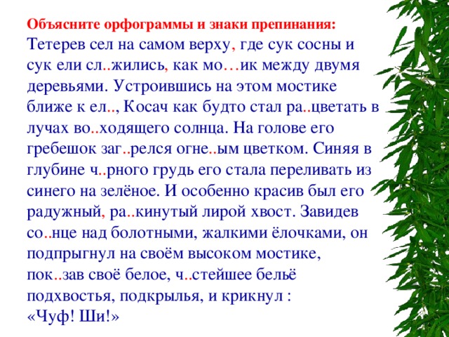 Объясните орфограммы и знаки препинания: Тетерев сел на самом верху , где сук сосны и сук ели сл .. жились , как мо … ик между двумя деревьями. Устроившись на этом мостике ближе к ел .. , Косач как будто стал ра .. цветать в лучах во .. ходящего солнца. На голове его гребешок заг .. релся огне .. ым цветком. Синяя в глубине ч .. рного грудь его стала переливать из синего на зелёное. И особенно красив был его радужный , ра .. кинутый лирой хвост. Завидев со .. нце над болотными, жалкими ёлочками, он подпрыгнул на своём высоком мостике, пок .. зав своё белое, ч .. стейшее бельё подхвостья, подкрылья, и крикнул : «Чуф! Ши!» 