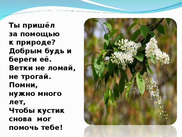 Ты пришёл за помощью к природе? Добрым будь и береги её. Ветки не ломай, не трогай. Помни, нужно много лет, Чтобы кустик снова мог помочь тебе! 
