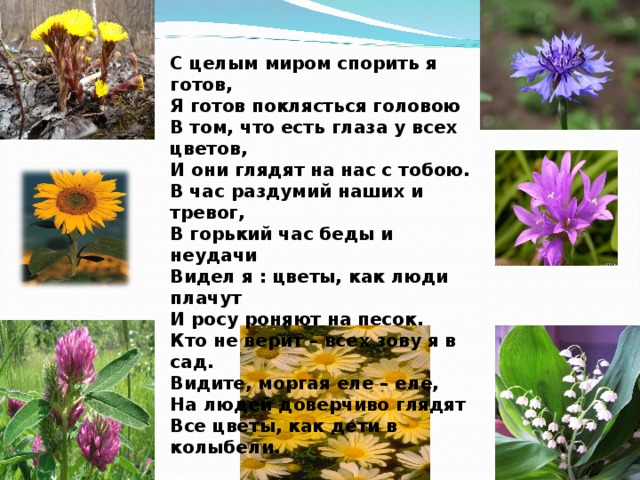 С целым миром спорить я готов, Я готов поклясться головою В том, что есть глаза у всех цветов, И они глядят на нас с тобою. В час раздумий наших и тревог, В горький час беды и неудачи Видел я : цветы, как люди плачут И росу роняют на песок. Кто не верит – всех зову я в сад. Видите, моргая еле – еле, На людей доверчиво глядят Все цветы, как дети в колыбели. С целым миром спорить я готов, Я готов поклястся головою В том, что есть глаза у всех цветов, И они глядят на нас с тобою. В час раздумий наших и тревог, В горький час беды и неудачи Видел я : цветы, как люди плачут И росу роняют на песок. Кто не верит – всех зову я в сад. Видите, моргая еле – еле, На людей доверчиво глядят Все цветы, как дети в колыбели.  