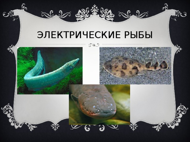 ЭЛЕКТРИЧЕСКИЕ РЫБЫ 