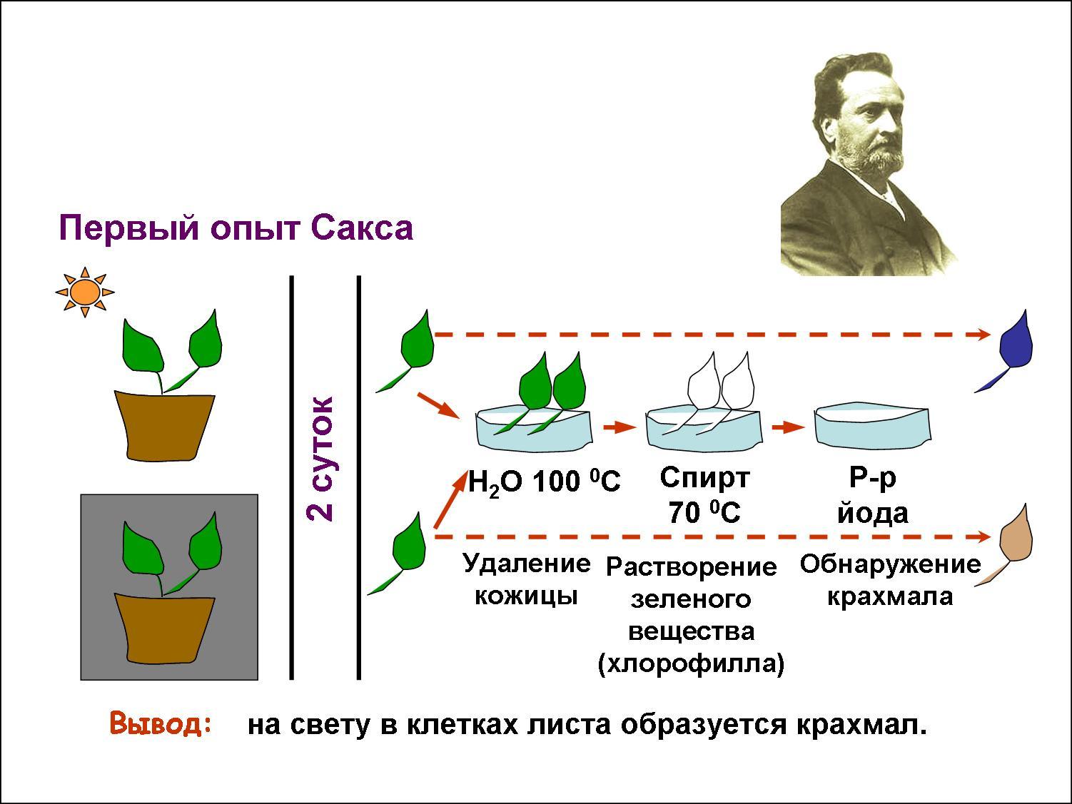 Русский ученый впервые значение хлорофилла для фотосинтеза. Юлиус Сакс опыт фотосинтез. 3 Опыта с фотосинтезом биология 6 класс. Опыт Сакса фотосинтез. Опыт Сакса фотосинтез 2.