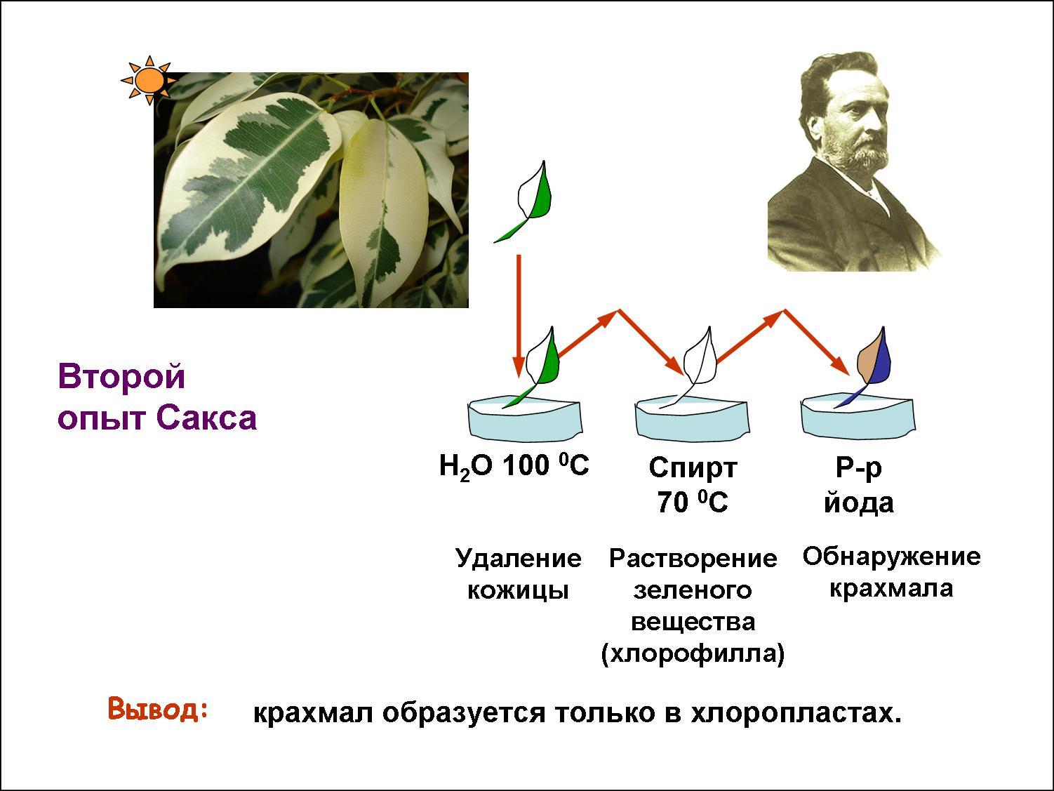 Русский ученый впервые значение хлорофилла для фотосинтеза. Юлиус Сакс опыт фотосинтез. Опыт Сакса фотосинтез. (Опыт Юлиуса Сакса по фотосинтезу. Опыт Сенебье фотосинтез.