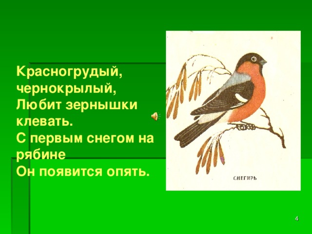 Красногрудый, чернокрылый, Любит зернышки клевать. С первым снегом на рябине Он появится опять.   