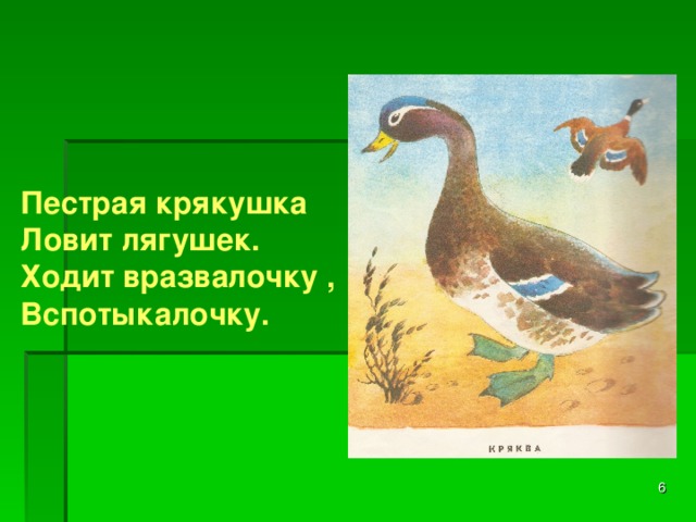 Пестрая крякушка Ловит лягушек. Ходит вразвалочку , Вспотыкалочку.   