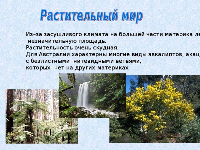 Из–за засушливого климата на большей части материка леса занимают  незначительную площадь. Растительность очень скудная. Для Австралии характерны многие виды эвкалиптов, акаций и казуарин с безлистными нитевидными ветвями, которых нет на других материках 