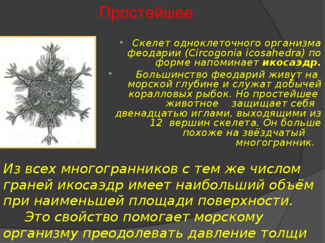 Простейшее Скелет одноклеточного организма феодарии (Circogonia icosahedra) по форме напоминает икосаэдр.  Большинство феодарий живут на морской глубине и служат добычей коралловых рыбок. Но простейшее животное защищает себя двенадцатью иглами, выходящими из 12 вершин скелета. Он больше похоже на звёздчатый многогранник. Из всех многогранников с тем же числом граней икосаэдр имеет наибольший объём при наименьшей площади поверхности.  Это свойство помогает морскому организму преодолевать давление толщи воды. 