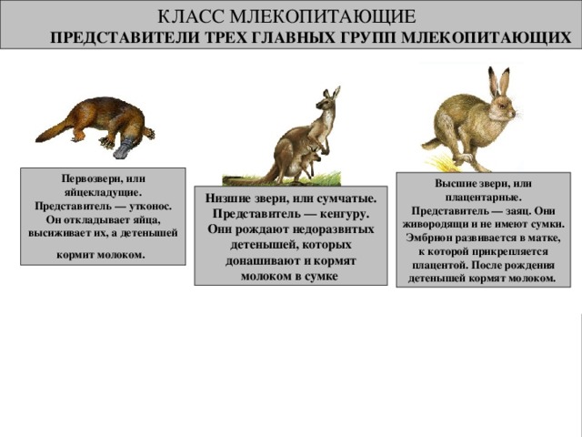 Плацентарные млекопитающие (высшие звери). Класс млекопитающие представители. Размножение плацентарных млекопитающих.