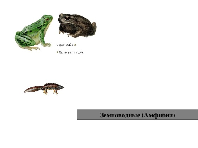 Земноводные (Амфибии) 