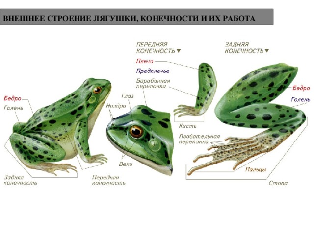 ВНЕШНЕЕ СТРОЕНИЕ ЛЯГУШКИ, КОНЕЧНОСТИ И ИХ РАБОТА  