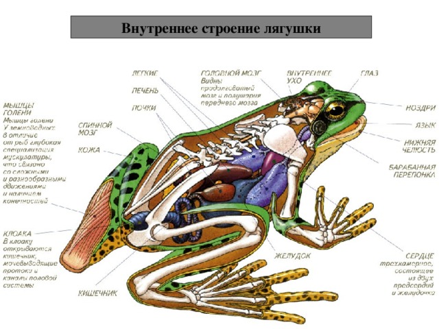 Внутреннее строение лягушки 