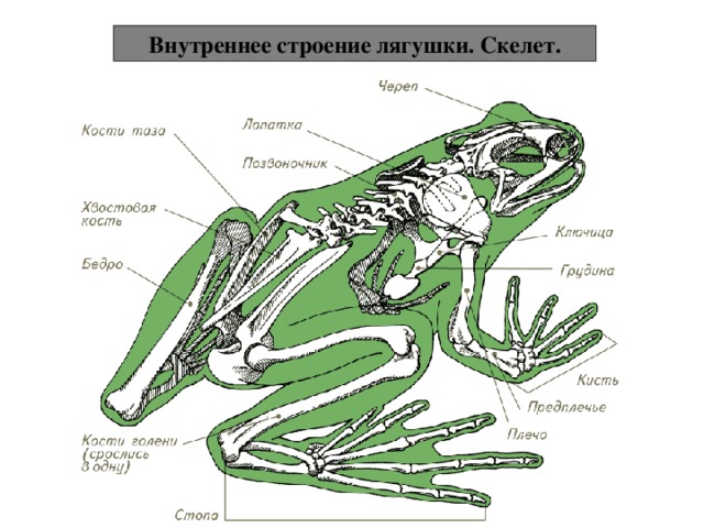 Внутреннее строение лягушки. Скелет. 