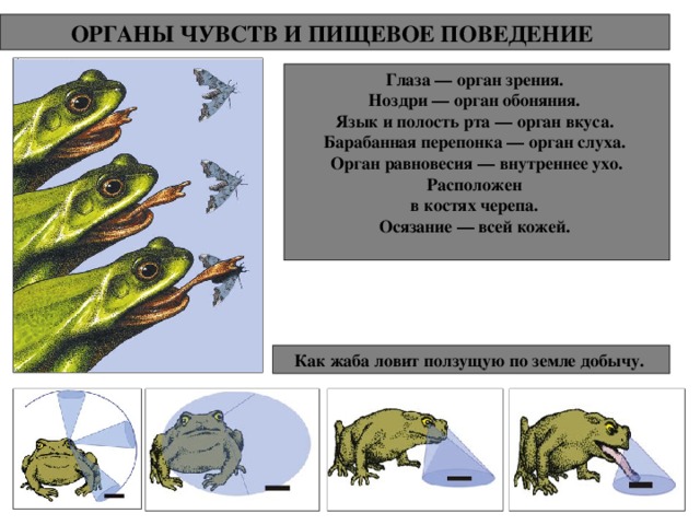 ОРГАНЫ ЧУВСТВ И ПИЩЕВОЕ ПОВЕДЕНИЕ  Глаза — орган зрения.  Ноздри — орган обоняния.  Язык и полость рта — орган вкуса.  Барабанная перепонка — орган слуха.  Орган равновесия — внутреннее ухо. Расположен  в костях черепа.  Осязание — всей кожей.   Как жаба ловит ползущую по земле добычу. 