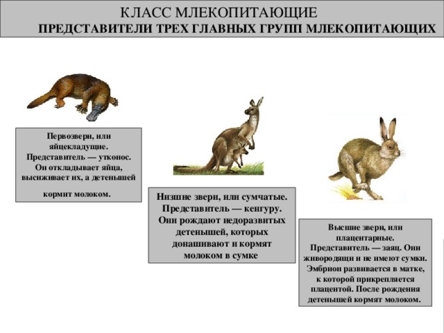 Фото млекопитающих животных с названиями