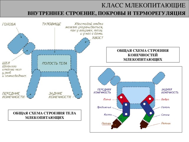 КЛАСС МЛЕКОПИТАЮЩИЕ ВНУТРЕННЕЕ СТРОЕНИЕ, ПОКРОВЫ И ТЕРМОРЕГУЛЯЦИЯ  ОБЩАЯ СХЕМА СТРОЕНИЯ КОНЕЧНОСТЕЙ МЛЕКОПИТАЮЩИХ ОБЩАЯ СХЕМА СТРОЕНИЯ ТЕЛА МЛЕКОПИТАЮЩИХ 