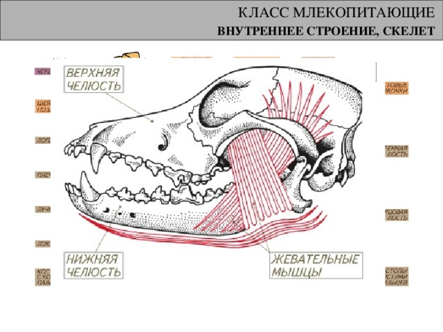 КЛАСС МЛЕКОПИТАЮЩИЕ ВНУТРЕННЕЕ СТРОЕНИЕ, СКЕЛЕТ  