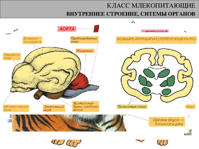 КЛАСС МЛЕКОПИТАЮЩИЕ ВНУТРЕННЕЕ СТРОЕНИЕ, СИТЕМЫ ОРГАНОВ  ПИЩЕВАРИТЕЛЬНАЯ, ДЫХАТЕЛЬНАЯ и ВЫДЕЛИТЕЛЬНАЯ СИСТЕМЫ. Они приспособлены для поглощения, усвоения и окисления очень большого объема пищи, необходимого для поддержания высокой температуры тела. 