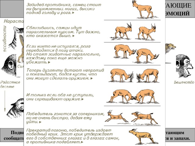 Используя рисунок 66 составьте план сообщения о внутреннем строении млекопитающих биология 7 класс