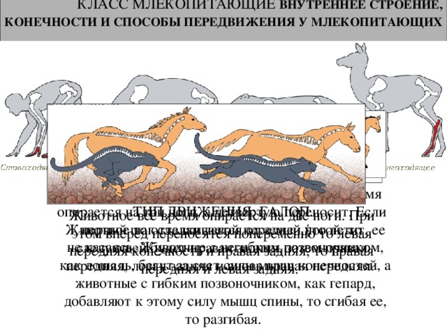 КЛАСС МЛЕКОПИТАЮЩИЕ ВНУТРЕННЕЕ СТРОЕНИЕ, КОНЕЧНОСТИ И СПОСОБЫ ПЕРЕДВИЖЕНИЯ У МЛЕКОПИТАЮЩИХ   ТИП ДВИЖЕНИЯ: ШАГОМ. Животное все время опирается на три ноги, а четвертую переносит. Если первый шаг сделан левой передней ногой, то следующей будет правая задняя, затем правая передняя, левая задняя и вновь правая передняя. ТИП ДВИЖЕНИЯ: РЫСЬ.  Животное все время опирается на две ноги. При этом вперед переносятся попеременно то левая передняя конечность и правая задняя, то правая передняя и левая задняя. ТИП ДВИЖЕНИЯ: ГАЛОП.  Животное то отталкивается от земли,‡то летит, ее не касаясь. Животные с негибким позвоночником, как лошадь, бегут за счет силы мышц конечностей, а животные с гибким позвоночником, как гепард, добавляют к этому силу мышц спины, то сгибая ее, то разгибая. 