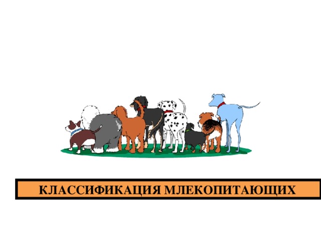 КЛАССИФИКАЦИЯ МЛЕКОПИТАЮЩИХ 