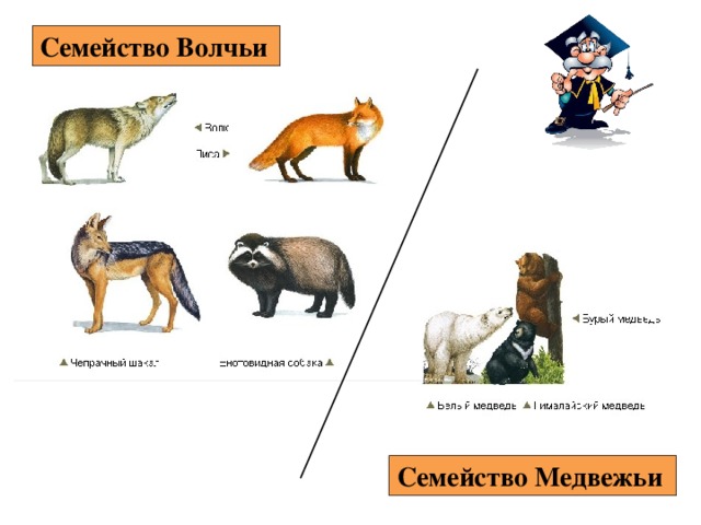 Семейство Волчьи  Семейство Медвежьи  