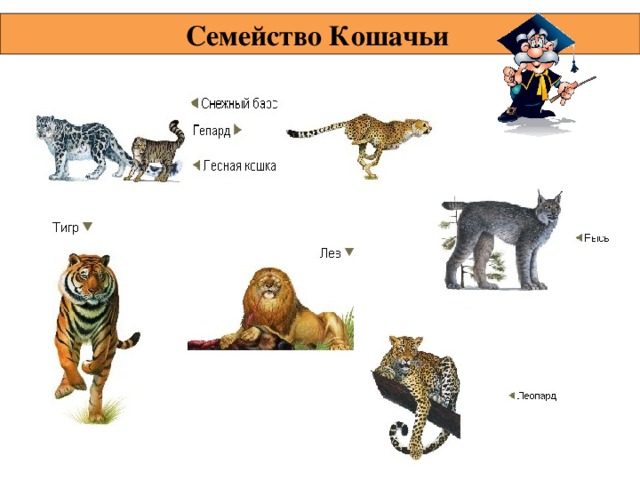 Кошка классификация