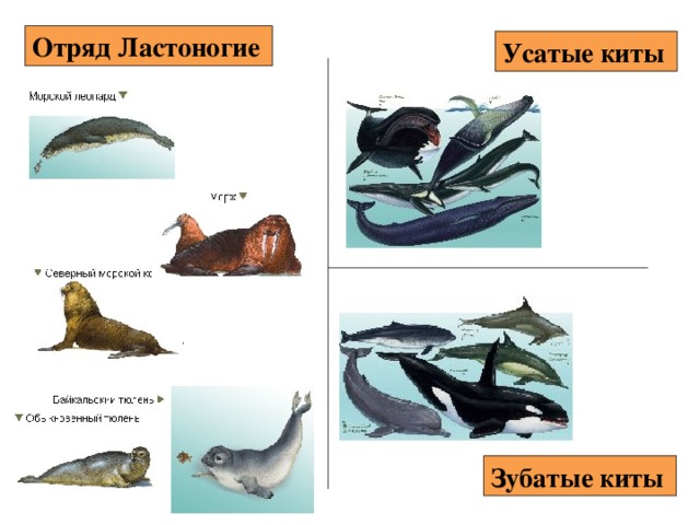 Кит 6 букв. Классификация кита. Усатые киты. Конкурентом Усатого кита. Смешной Усатый кит.