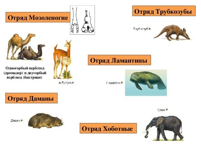 Систематика млекопитающих схема