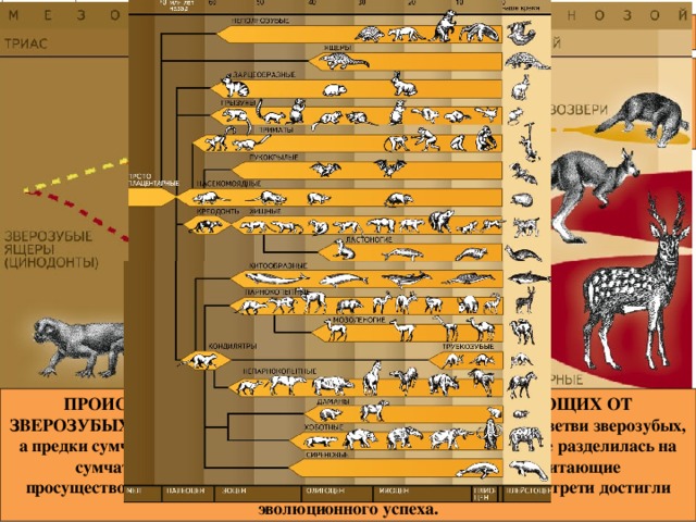 Эволюция млекопитающих схема