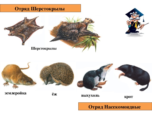 Насекомоядные характерные признаки. Отряд Насекомоядные млекопитающие. Насекомоядные представители. Млекопитающие отряд Насекомоядные представители. Отряд Насекомоядные выхухоль.