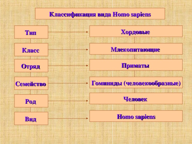 Схема классификации человека разумного