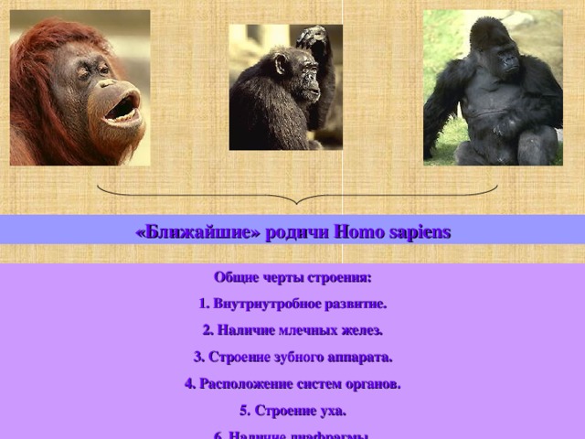 «Ближайшие» родичи Homo sapiens Общие черты строения: 1. Внутриутробное развитие. 2. Наличие млечных желез. 3. Строение зубного аппарата. 4. Расположение систем органов. 5. Строение уха. 6. Наличие диафрагмы. 7. Наличие рудиментов и атавизмов. 