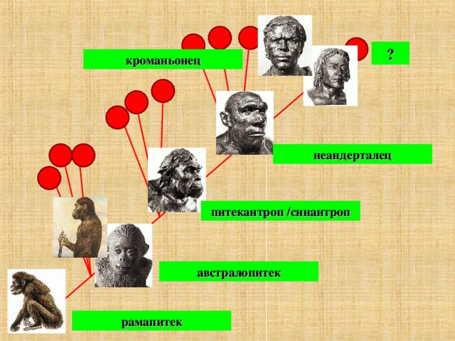 Перечислите виды человека