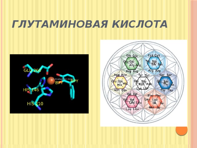 Глутаминовая кислота 
