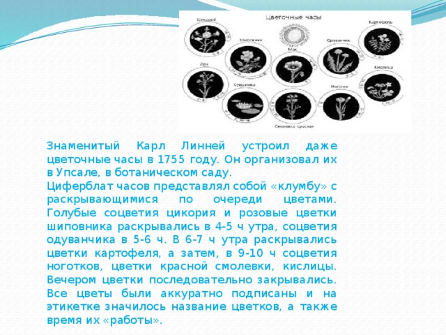 Знаменитый Карл Линней устроил даже цветочные часы в 1755 году. Он организовал их в Упсале, в ботаническом саду. Циферблат часов представлял собой «клумбу» с раскрывающимися по очереди цветами. Голубые соцветия цикория и розовые цветки шиповника раскрывались в 4-5 ч утра, соцветия одуванчика в 5-6 ч. В 6-7 ч утра раскрывались цветки картофеля, а затем, в 9-10 ч соцветия ноготков, цветки красной смолевки, кислицы. Вечером цветки последовательно закрывались. Все цветы были аккуратно подписаны и на этикетке значилось название цветков, а также время их «работы». 
