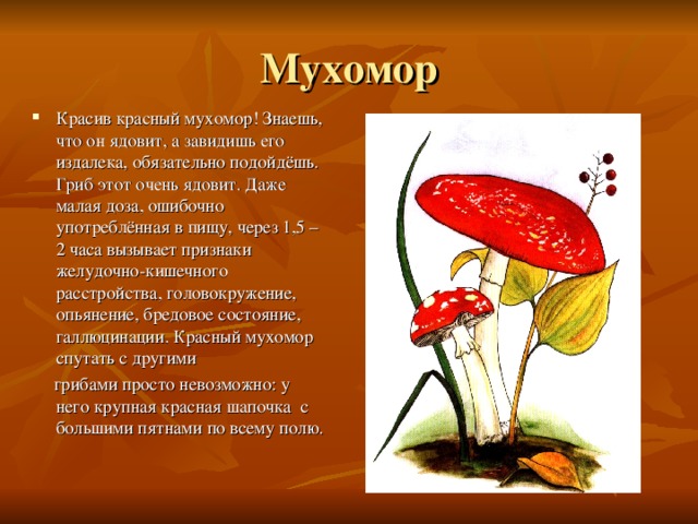 Красив красный мухомор! Знаешь, что он ядовит, а завидишь его издалека, обязательно подойдёшь. Гриб этот очень ядовит. Даже малая доза, ошибочно употреблённая в пищу, через 1,5 – 2 часа вызывает признаки желудочно-кишечного расстройства, головокружение, опьянение, бредовое состояние, галлюцинации. Красный мухомор спутать с другими  грибами просто невозможно: у него крупная красная шапочка с большими пятнами по всему полю. 