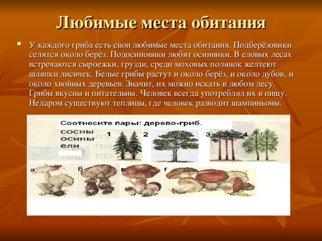 Любимые места обитания У каждого гриба есть свои любимые места обитания. Подберёзовики селятся около берёз. Подосиновики любят осинники. В еловых лесах встречаются сыроежки, грузди, среди моховых полянок желтеют шляпки лисичек. Белые грибы растут и около берёз, и около дубов, и около хвойных деревьев. Значит, их можно искать в любом лесу. Грибы вкусны и питательны. Человек всегда употреблял их в пищу. Недаром существуют теплицы, где человек разводит шампиньоны. 