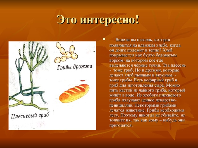  Видели вы плесень, которая появляется на влажном хлебе, когда он долго полежит в тепле? Хлеб покрывается как будто беловатым ворсом, на котором кое-где выделяются чёрные точки. Эта плесень - тоже гриб. Но и дрожжи, которые делают хлеб пышным и вкусным, - тоже грибы. Есть кефирный гриб и гриб для изготовления сыра. Можно пить настой из чайного гриба, который живёт в воде. Из особого плесневого гриба получают ценное лекарство- пенициллин. Некоторыми грибами лечатся животные. Грибы необходимы лесу. Поэтому никогда не сбивайте, не топчите их, так как кому – нибудь они пригодятся. 