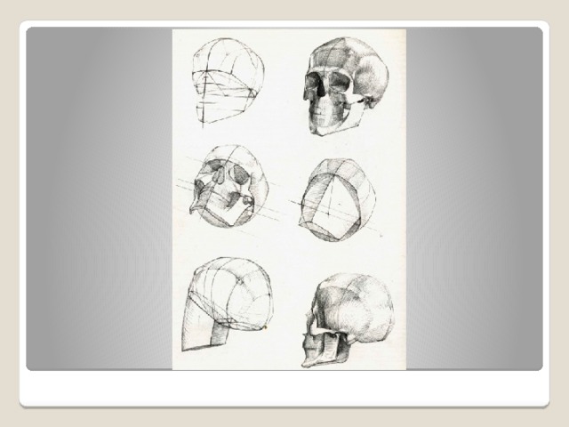 Академический рисунок черепа поэтапно построение