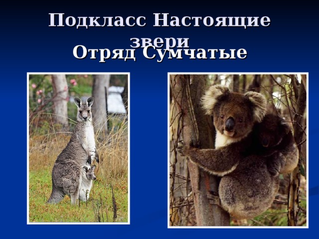 Подкласс Настоящие звери Отряд Сумчатые 