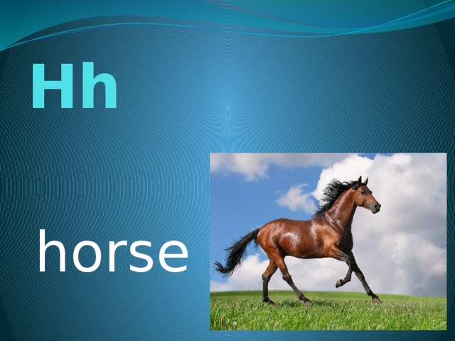 Hh horse 