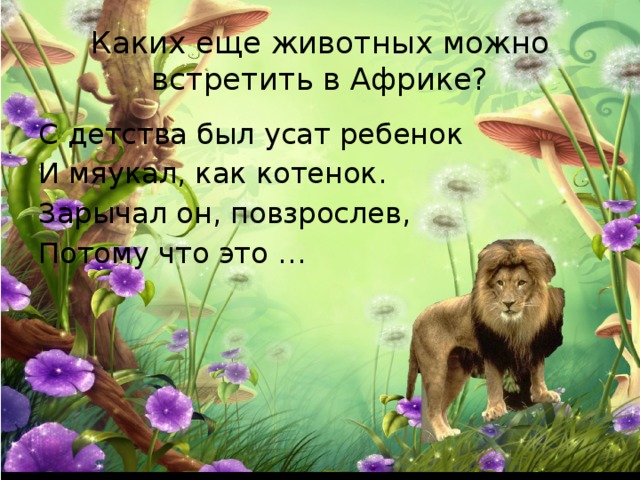 Каких еще животных можно встретить в Африке? С детства был усат ребенок И мяукал, как котенок. Зарычал он, повзрослев, Потому что это … 