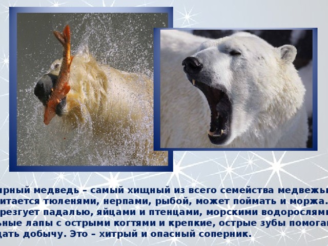Полярный медведь – самый хищный из всего семейства медвежьих. Он питается тюленями, нерпами, рыбой, может поймать и моржа… Не брезгует падалью, яйцами и птенцами, морскими водорослями… Сильные лапы с острыми когтями и крепкие, острые зубы помогают поедать добычу. Это – хитрый и опасный соперник. 
